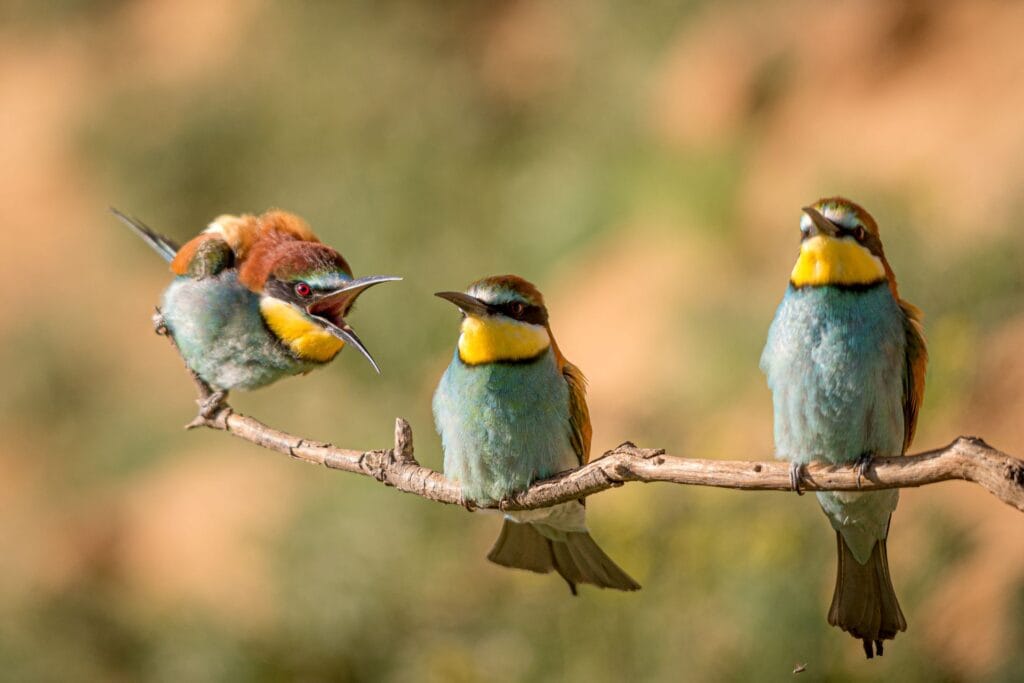 Abejarucos - gregario