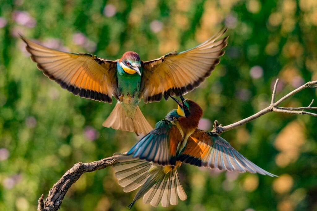 Abejaruco europeo - Merops apiaster